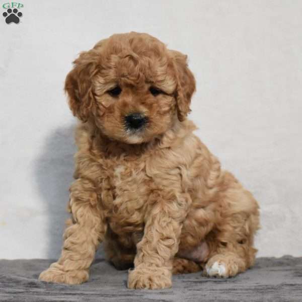 Maleah, Cavapoo Puppy